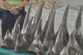 Rhino horns from South Africa seized late last year by customs officials in Hong Kong
