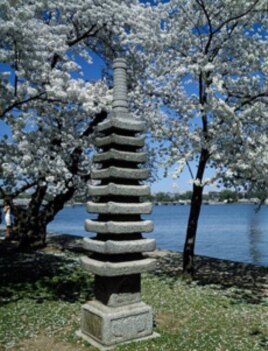 This lantern amid the cherry blossoms is lit to help commemorate the arrival of spring each year.