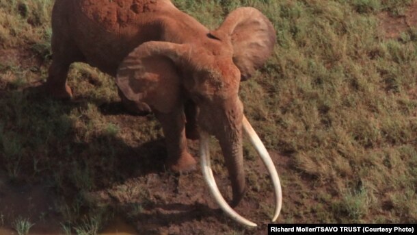 Satao was one of the largest elephants in Africa. He was killed by poachers for his ivory tusks on May 30, 2014.