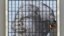 Pòtre ansyen Prezidan sidafriken Nelson Mandela nan fenèt lokal Sant Sivik la nan vil Okap (Cape Town). Misye Mandela ap resevwa swen lopital pou yon enfeksyon nan poumon ka p trakase l