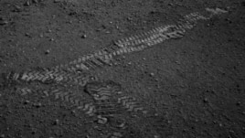This NASA image shows the Curiosity rover's wheel tracks on the surface of Mars, from an image sent from one of the rover's cameras, August 22, 2012.