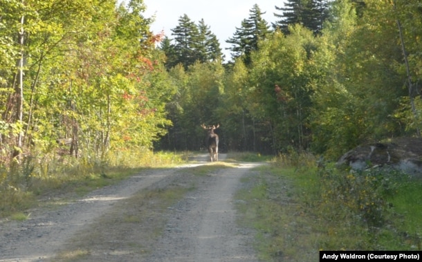 Moose are one of the most common animals in the Maine woods, but are rarely seen.