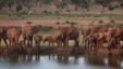 Elephants gather at dusk to drink at a watering hole in Tsavo East National Park, Kenya. (file) 