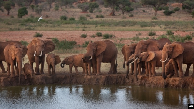 Elephants gather at dusk to drink at a watering hole in Tsavo East National Park, Kenya, March 25, 2012.