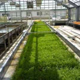 New salt-tolerant rice varieties are doing well in greenhouse experiments.
