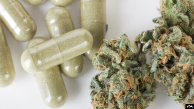 Algunos productores consideran que la calidad y el costo de la marihuana se verá afectada por la producción industrial.