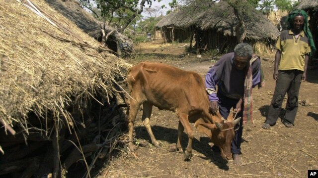 Worku Tegegne pets his cow in Ghibe Valley, southwest of Addis Ababa, Ethiopia, which is suffering from bovine trypanosomosis, transmitted by tsetse flies.