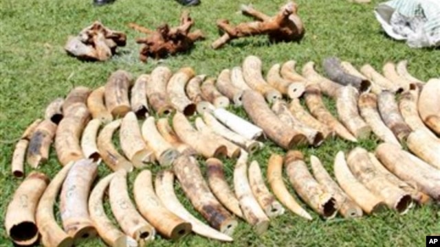 Pihak berwenang Kenya menyita sedikitnya dua ton gading gajah ilegal di pelabuhan Mombasa, Kenya dalam satu peti kemas yang bertujuan ke Indonesia., Rabu, Januari 16, 2013. (AP Photo / Khalil Senosi)