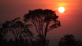 Traditional trees of the Cerrado ecosystem in Brazil