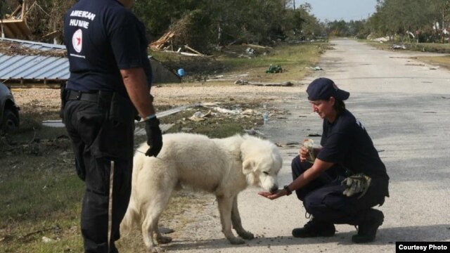 In times of disaster, pets are often left behind. (American Humane Association)