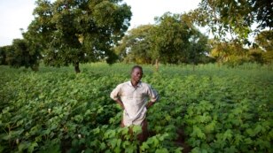 Cotton farmer Karim Traore, 29, surveys his cotton field outside Koutiala August 30, 2012.