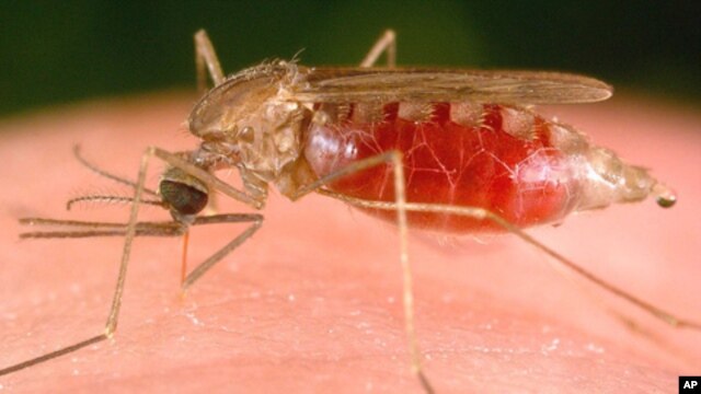 Malaria is transmitted among humans by female Anopheles mosquitoes like this one.  