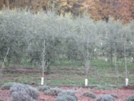 A row of young olive saplings, called “whips,” have been planted in a field with more established trees.