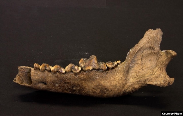 This is bone from an ancient Taimyr wolf, which lived approximately 27,000 to 40,000 years ago, according to DNA and carbon dating analysis. (Credit: Love Dalén)