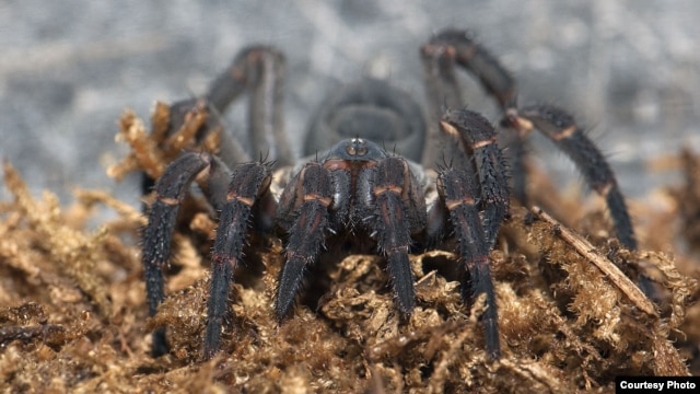 Trapdoor spiders spend most of their time in underground burrows, emerging mainly to grab prey. Their rear half is segmented, a trait visible in some of the earliest spider fossils. (© AMNH\R. Mickens)