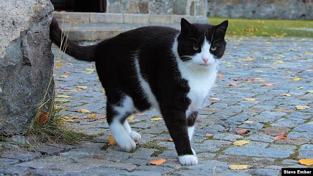 Black and White Cat - This kitty is approaching a new friend, a traveler with camera. Her tail is in the process of going vertical, a sign she wants to make friends.