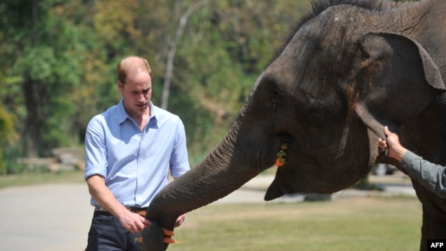 Britain's Prince William feeds a baby elephant in the wild elephant valley in Xishuangbanna, or Sibsongbanna Dai autonomous prefecture, southwest China's Yunnan province, March 4, 2015.