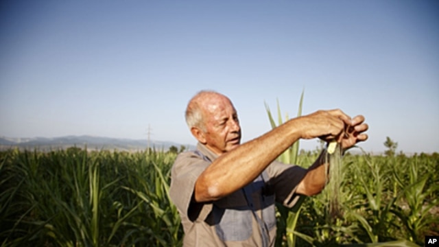 South African farmer Piet Kemp inspecting baby corn in Sartichala, Georgia, July 28, 2011.