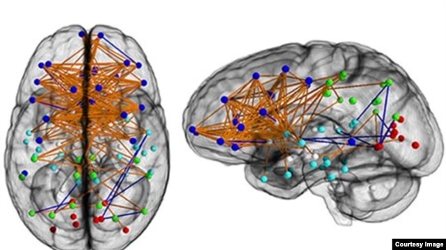 Neural map of a typical female brain. (Photo courtesy of National Academy of Sciences)