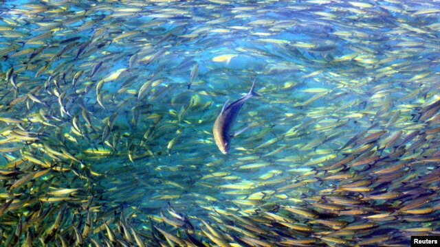 A trevally chases fusiliers near Malaysia's Lankayan Island, located in the Sulu-Sulawesi Marine Ecoregion, in the state of Sabah near Borneo on January 9, 2004. The Sulu-Sulawesi Marine Ecoregion bordered by Indonesia, Malaysia and the Philippines, is th