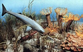 The Ocean in Devonian times: Is the past a prologue in biodiversity collapse?