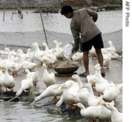Ducks have also been victims of bird flu