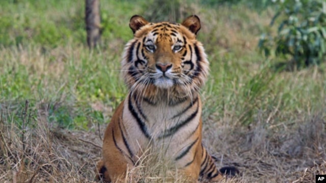 Raja, an eight-year-old rescued Royal Bengal Tiger, rests inside South Kahayar Bari tiger rescue center at Jaldapara Wildlife Sanctuary, about 160 km (99 miles) north of the eastern city of Siliguri, India, February 2010. (file photo)