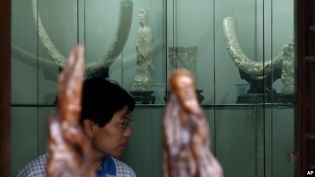 A Chinese man looks at the elephant ivory carvings on display for sale in Beijing, China, July 17, 2008.