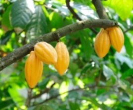 Each year farmers lose about a third of their harvest to pests and fungal diseases. The genome data is expected to help relieve the problem.
