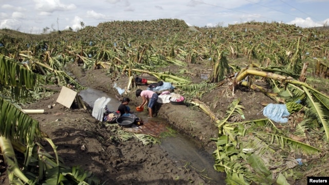 Vườn chuối trong thung lũng Composte, miền nam Philippines bị hư hại sau bão Bopja  