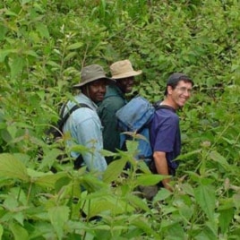 Agricultural researchers at a maize, plantain, and cassava nursery in southwestern Cameroon