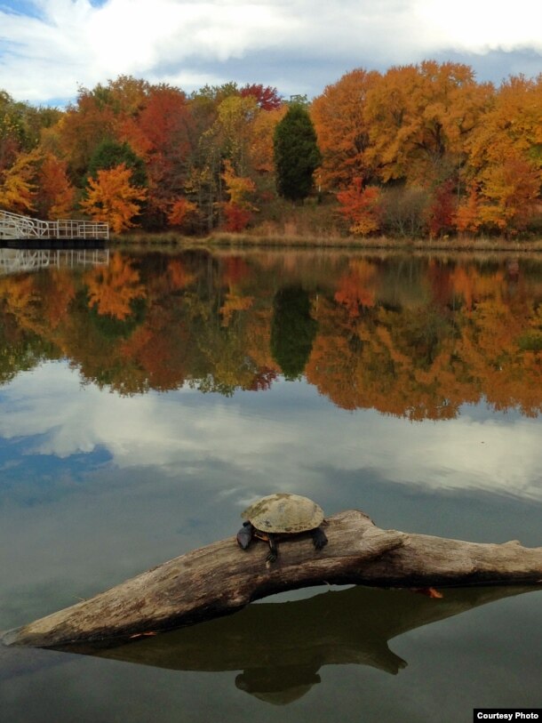 A turtle enjoys the sun on a chilly autumn day at a park in Virginia. (Diaa Bekheet/VOA)