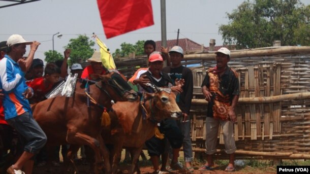 Kerapan Sapi di Madura