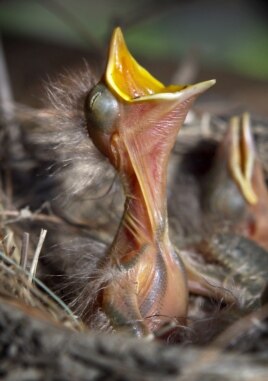 A three-day-old American robin chick begs for food in a nest it shares with three other siblings, June 2012. (FILE PHOTO)