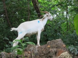 A goat eats vegetation tangled in the trees. (Rosanne Skirble/VOA)