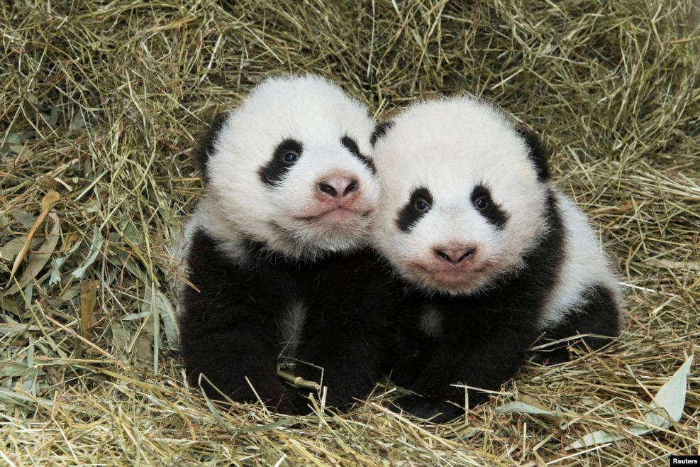 Avqustun 7-də anadan olmuş panda əkizləri. Schoenbrunn Zooparkı, Vyana, Avstriya.