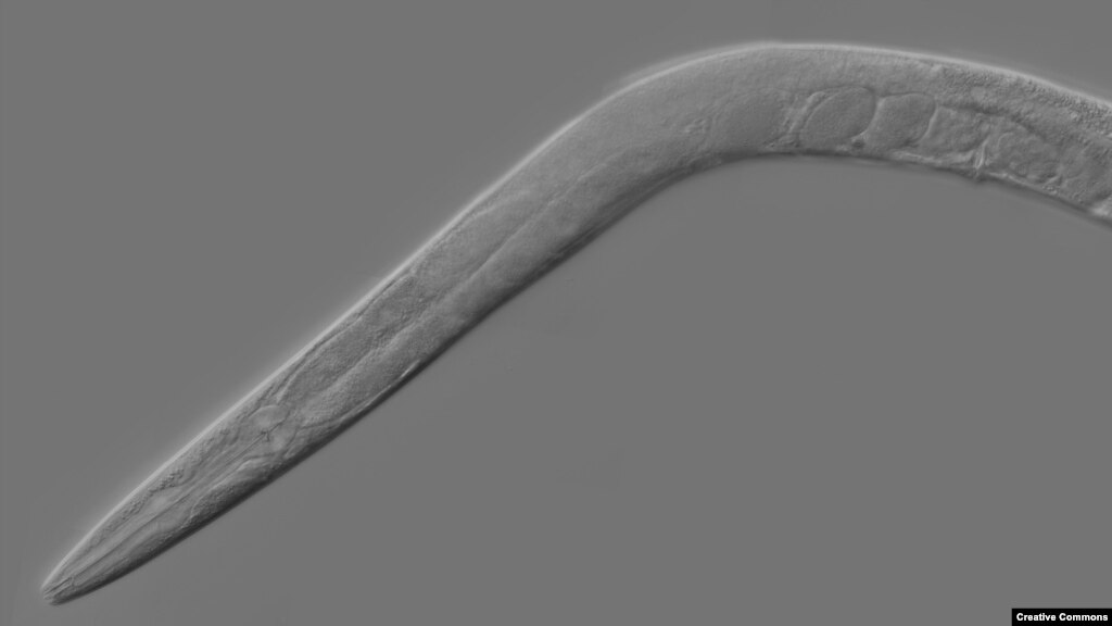 Mutant Worm Could Help Fight Alcoholism