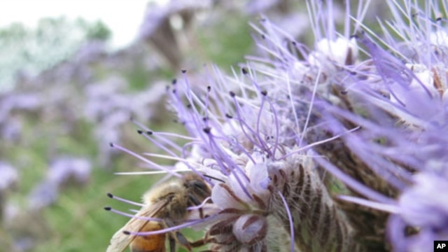 The pollination efforts of honeybees are worth an estimated $18 billion per year in the United States.           