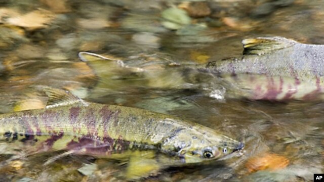 Chum salmon (onorhynchus keta) on a spawning run in a Tongass stream
