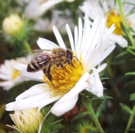 Exposure to pollutants affects the ability of honeybees to recognize a flower's odor and forage, which could compromise the health of the hive. (Tracey Newman)