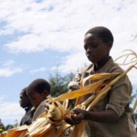 Young Kenyan boys harvest maize in Bomet, Kenya (File Photo).
