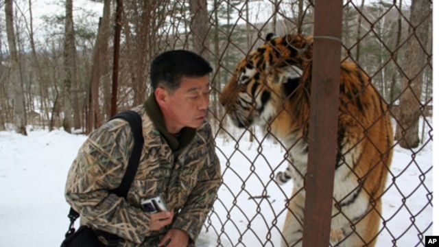 "Tiger Spirit" opens with Lim Sun Nam's quest to find tigers in the Korean mountains. Here, he nuzzles a tiger at a Siberian sanctuary. Photo credit: Joo Hyun Kwon (Storyline Entertainment).