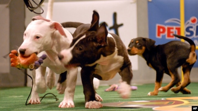 Puppies play during the Animal Planet's Puppy Bowl in Silver Spring, Maryland, Oct. 16, 2007. 