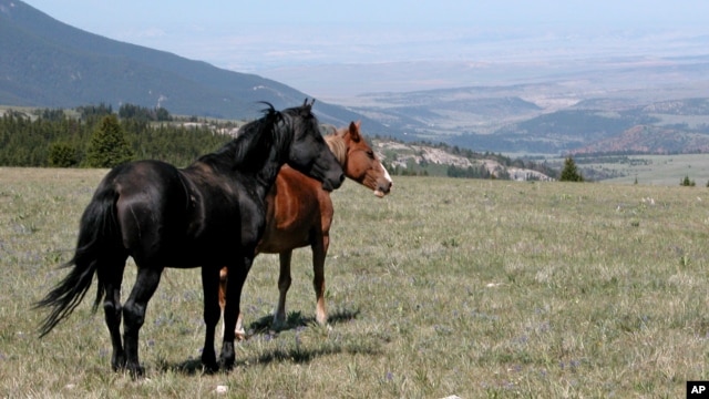 Wild horses at the Pryor Mountain National Wild Horse Range in south-central Montana 