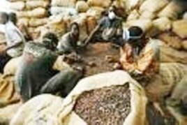 Bags of cocoa for export