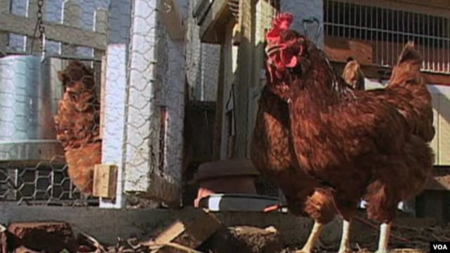 Las gallinas Rhode Island Red en Washington.