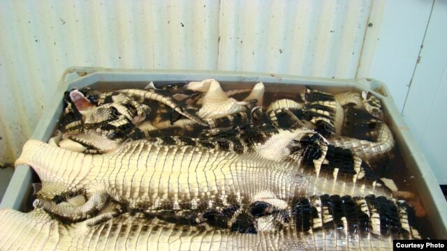 Les peaux d'alligators, qui seront transformées en produits de luxe                             