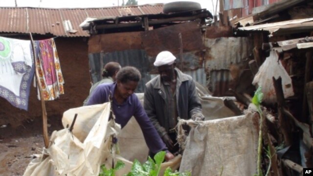 Urban farmers grow spinach, kale and other vegetables in simple soil-filled sacks in a slum of Nairobi, Kenya.