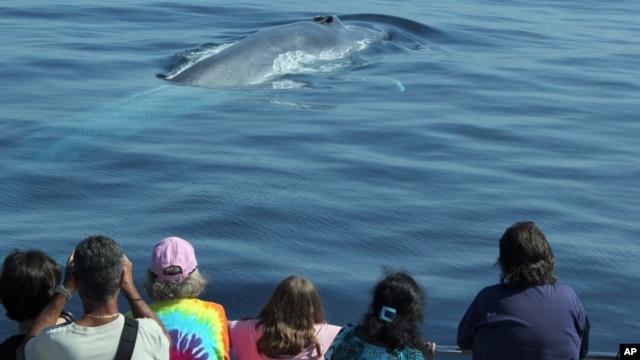 Spectators  watch whales off the coast of southern California