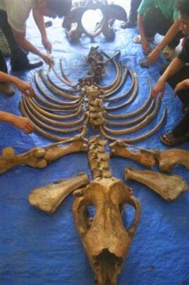 Wildlife officials in Vietnam arrange the skeleton of the last rhino in Vietnam, killed by poachers in 2010. Conservationists are calling on the country’s government to do more to end the poaching scourge.